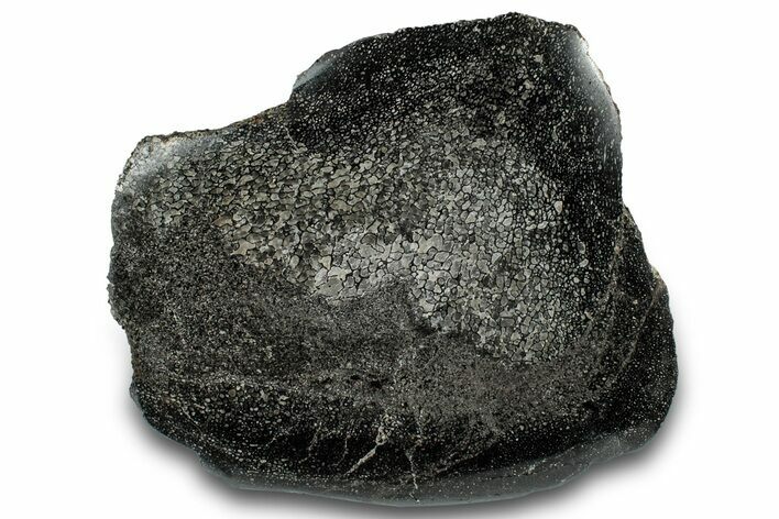 Polished Fossil Dinosaur Bone (Gembone) Section - Wyoming #309388